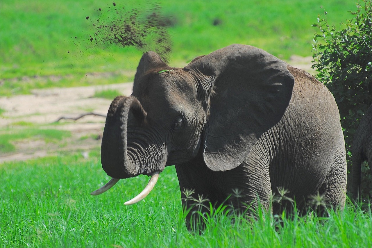 6 Days Budget Safari