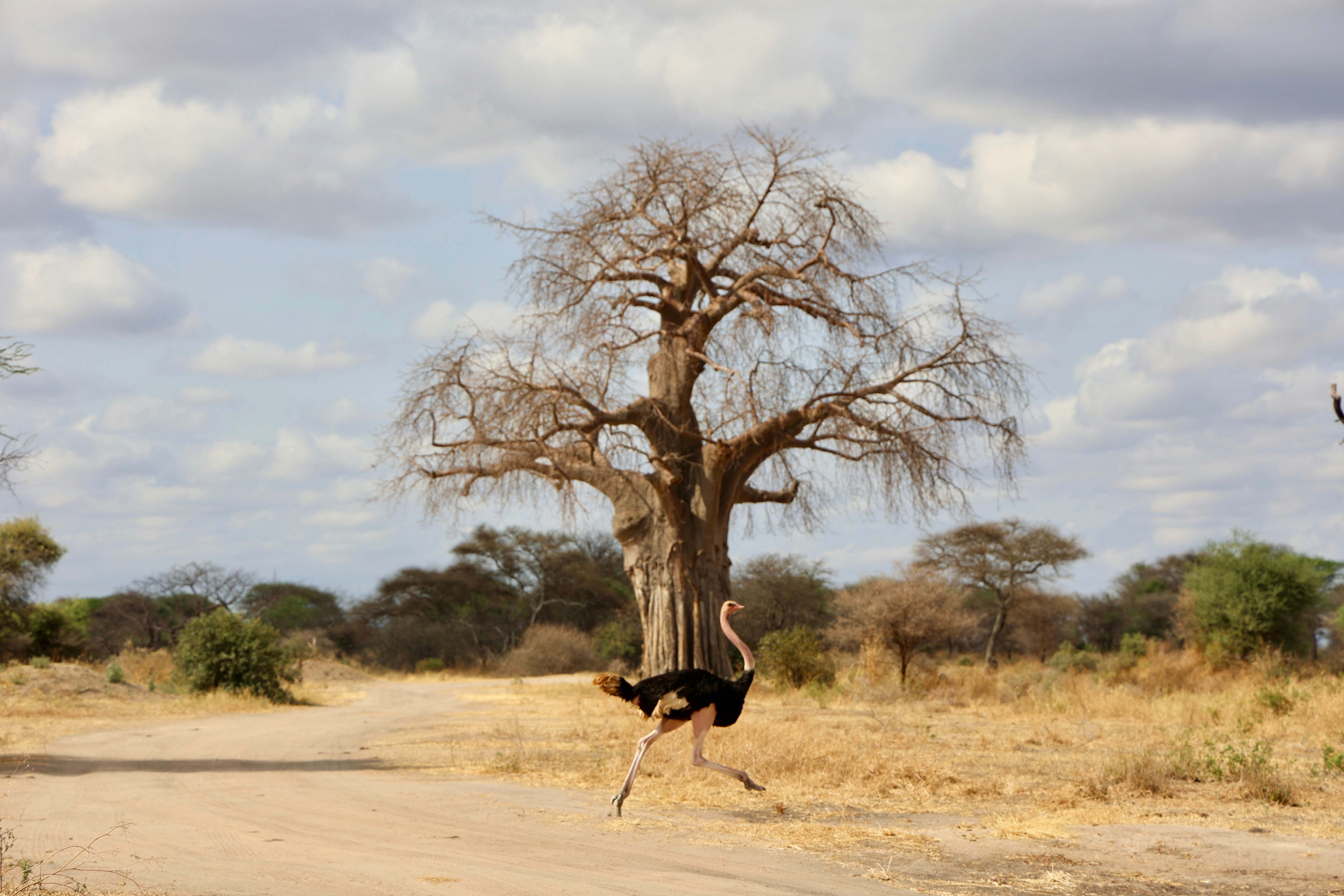 Tarangire to Kilimanjaro Airport