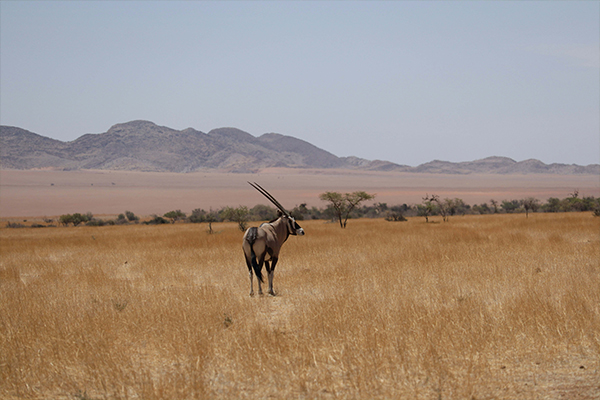 Serengeti Wildlife