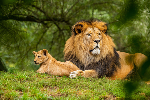 5 Days Tanzania Budget Safari