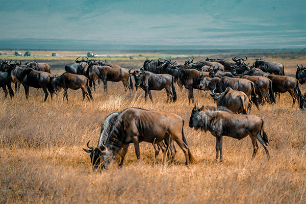North to Central Serengeti