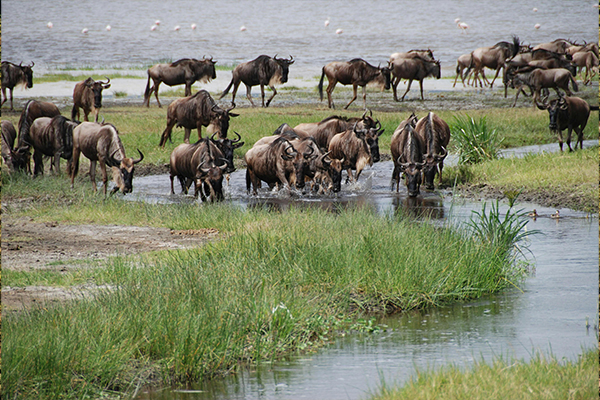 Mara River Crossings